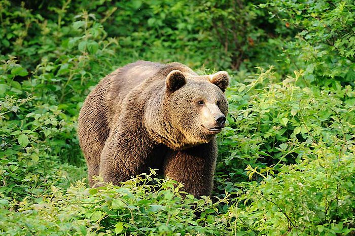 Nationalpark Bayerischer Wald